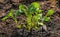 Cabbage seedlings with visible roots in prepared for planting of the ground on close examination, horizontal frame