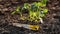 The cabbage seedlings with visible roots and tools - shovels and rakes, prepared for planting ground horizontal frame