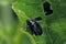 Cabbage Stem Flea Beetle Psylliodes chrysocephala.