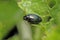 Cabbage Stem Flea Beetle Psylliodes chrysocephala.