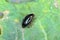 Cabbage Stem Flea Beetle Psylliodes chrysocephala.