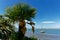 Cabbage tree in flower at Motueka seafront, Tasman region, New Zealand