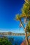 Cabbage tree and New Zealand sea coast