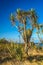 Cabbage tree on the Sea coast