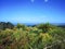 Cabbage trees  and blue sky background of coastal New Zealand