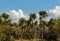 Cabbage trees and New Zealand flax bush