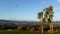 Cabbage trees at the seashore.