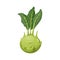 Cabbage turnip isolated Kohlrabi vegetable, leaves