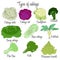 Cabbage varieties. Free style illustration.