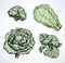 Cabbage. Vector drawing