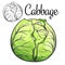 Cabbage vector drawing icon