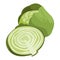 Cabbage vector.Fresh cabbage illustration