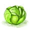 Cabbage vector illustration hand drawn painted