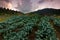 Cabbage vegetable field at Kundasang, Sabah, Malaysia