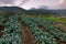 Cabbage vegetable field with Mount Kinabalu at the background in Kundasang, Sabah, Malaysia
