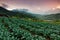 Cabbage vegetable field with Mount Kinabalu at the background in Kundasang, Sabah, Malaysia