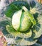 Cabbage vegetable plant