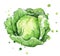Cabbage watercolor illustration