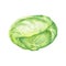 Cabbage watercolor illustration on white background. Raw green cabbage handdrawn image.