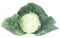 Cabbage, watercolor painting on white background