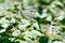 Cabbage White Butterflies on Mountain Mint