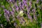 Cabbage white butterfliy at a lavender flower