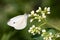 Cabbage White Butterfly on Bedstraw