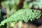 Cabbage White Butterfly and Cabbage Moth larvae caterpillar on a Kale leaf