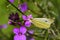 cabbage white butterfly eating