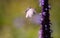 Cabbage white butterfly in flight with wings in motion