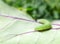 Cabbage white butterfly larva on red russian kale leaf