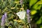 Cabbage White Butterfly on Lavender Flowers