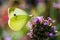 Cabbage white butterfly on mountain mint