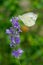 Cabbage White Butterfly - Pieris rapae