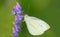 Cabbage White Butterfly - Pieris rapae