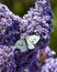 Cabbage White butterfly on purple Ceanothus Concha flowers