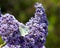 Cabbage White butterfly on purple Ceanothus Concha flowers