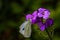 cabbage white butterfly on a purple flower