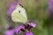A cabbage white butterfly on a purple flower of the Erysimum Bowles Mauve