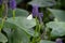 Cabbage white butterfly on purple pickerelweed (Pontederia Cordata) flower with green leaves