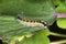 Cabbage white caterpillar