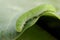 Cabbage White Caterpillar