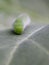 Cabbage White Caterpillar Front