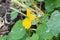 Cabbage white caterpillar on a yellow nasturtium flower