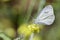 Cabbage White feeding on  mustard flower