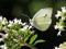 Cabbage White on flowers