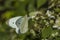 Cabbage white (Pieris brassicae)