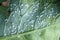 Cabbage Whitefly Aleyrodes proletella