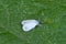 The Cabbage Whitefly Aleyrodes proletella. It is a species of whitefly from the Aleyrodidae family, pest of many crop