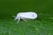 The Cabbage Whitefly Aleyrodes proletella. It is a species of whitefly from the Aleyrodidae family, pest of many crop